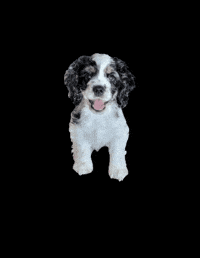 Campcocker2025 GIF by Camp Cocker Rescue