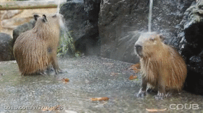 Shower Capybara GIF