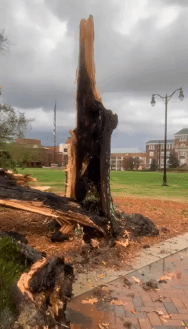 Split Tree Seen Amid Severe Thunderstorm Warning in Eastern Mississippi