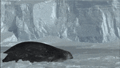 sea lions seals GIF