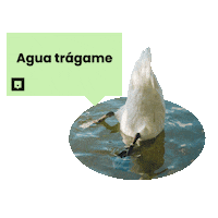 NubikaFormacion animal duck animales pato Sticker