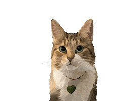 Cat Pet Sticker by Watertown Humane Society
