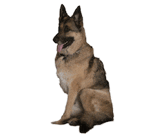 german shepherd dog Sticker by The Village