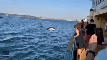 Humpback Whales Spotted From Commuter Ferry in Sydney Harbour
