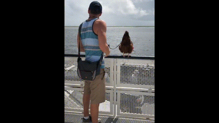 chicken riding the ferry GIF