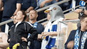 football wtf GIF by KAA Gent