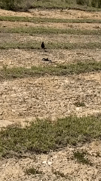 Magpies Team Up on Snake in Rural New South Wales