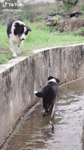 cuteanimalland giphyupload GIF