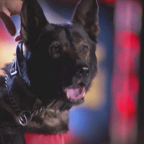 Dog GIF by A&E