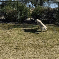Hes Got A Gun GIF by Respective