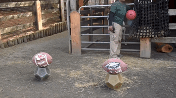 Hungry Mini-Donkeys Unable to 'Pick' Just One Super Bowl Winner at Maryland Zoo