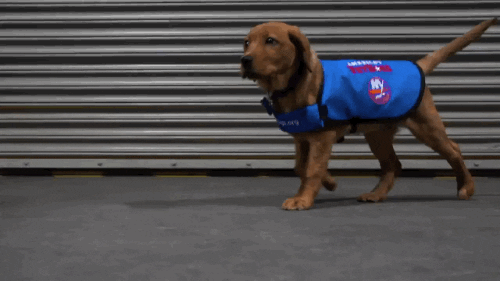 Ice Hockey Sport GIF by NHL