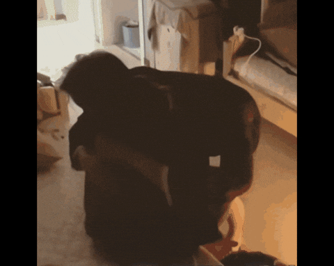 zhengcassie giphyupload handsome giphycreatortest lover GIF