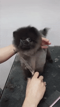 dance grooming GIF by ViralHog