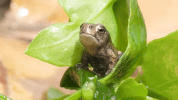 Please Frog
