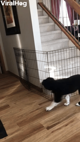 Puppy Outsmarts Owner