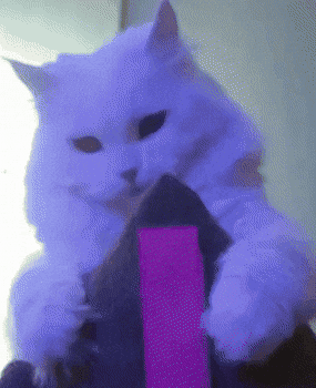 White Cat GIF
