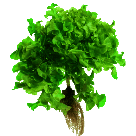 Hydroponic Sticker by Naples Fresh