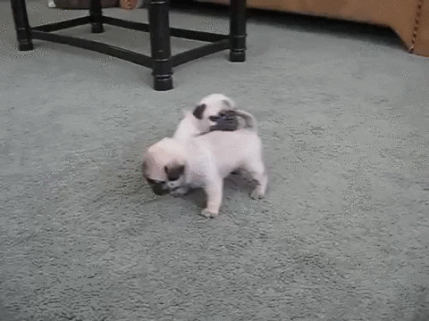 pug playing GIF