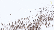 Nat Geo Yellowstone GIF by National Geographic TV