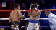 toprank sports boxing fighting boxeo GIF