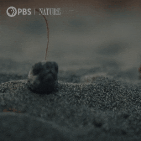Costa Rica Baby GIF by Nature on PBS