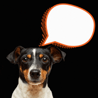 Zoetis pets zoetis simparic zoetispetsbrasil GIF