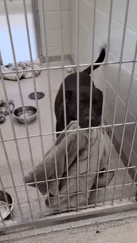 GrrrrDog giphyupload GIF