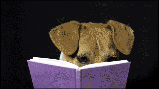 TV gif. From Last Week Tonight with John Oliver, a dog appears to be reading from a book, then looks up. Text, "Really?!"