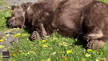 'One of His Favorite Pastimes' - Bear Enjoys Sunny Day at New York Sanctuary