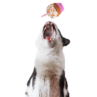 Happy Birthday Eating Sticker