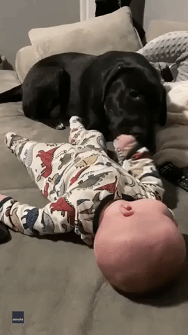 Year's Worth of Cute Moments Show Growing Bond Between Baby and Labrador