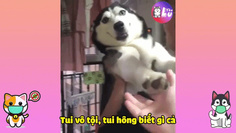 yeulu giphyupload dog vietnam husky GIF