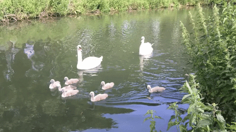sarasteele14ac giphygifmaker swan cygnet GIF