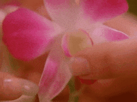 twin peaks flower GIF by Twin Peaks on Showtime