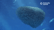 Rotate Open Sea GIF by Monterey Bay Aquarium