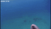 eyebleach GIF