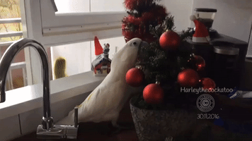 Harley the Cockatoo Redecorates the Christmas Tree