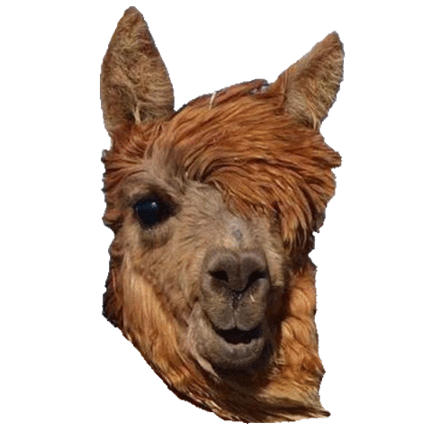 Llama Sticker by Your Alpaca Cottage