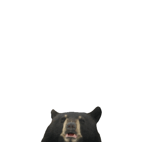 Grizzly Bear Sticker by TELUS