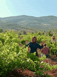 Kurdistan Afrin GIF