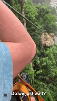 Child Runs Into Sloth While Zip Lining