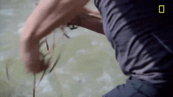 natgeochannel gordon ramsay uncharted laos national geographic uncharted GIF
