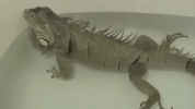 bath fart GIF