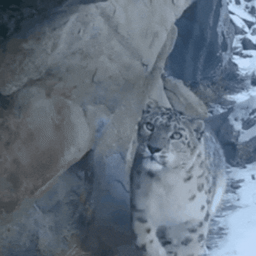 SnowLeopardConservancy giphygifmaker snow leopard bigcat GIF
