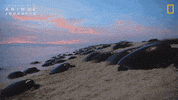National Geographic Ocean GIF by Nat Geo Wild
