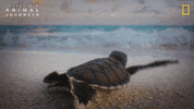 National Geographic Ocean GIF by Nat Geo Wild