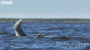 Polar Bear Swimming GIF by BBC Earth