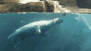polar bear friends GIF by San Diego Zoo