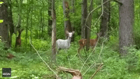 Rare Albino Deer Spotted in Minnesota Forest (File)